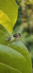 Odontomyia lutatius