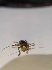 Aegomorphus jaspideus