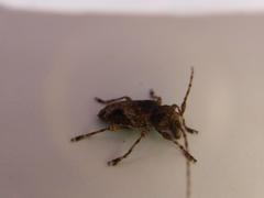 Aegomorphus jaspideus