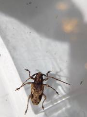 Aegomorphus jaspideus
