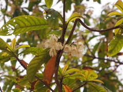 Elaeocarpus balansae