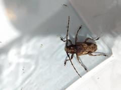 Aegomorphus jaspideus