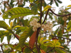 Elaeocarpus balansae