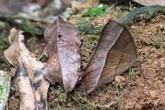Taygetis acuta