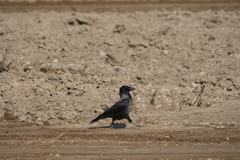 Corvus cornix × corone