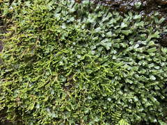 Selaginella rotundifolia