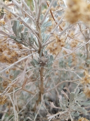 Rhopalomyia obovata
