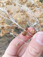 Rhopalomyia obovata
