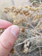 Rhopalomyia obovata
