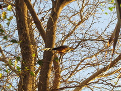 Coccyzus longirostris