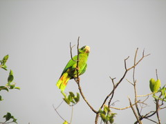 Amazona ventralis