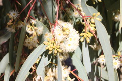 Eucalyptus fibrosa