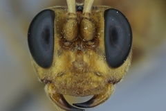 Catadelphops nasutus