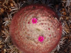 Melocactus zehntneri