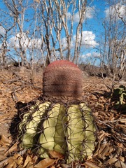 Melocactus zehntneri