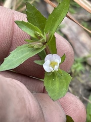 Gratiola virginiana
