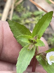 Gratiola virginiana
