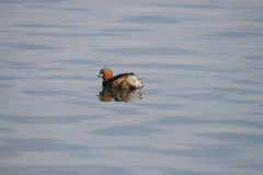 Tachybaptus ruficollis