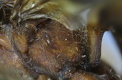 Catadelphops nasutus