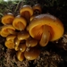 Mycena leaiana australis - Photo (c) Lee Ormsby, alguns direitos reservados (CC BY-NC), uploaded by Lee Ormsby