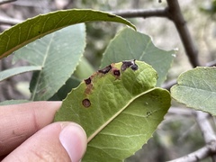 Stigmella heteromelis