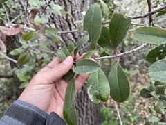 Stigmella heteromelis