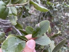 Stigmella heteromelis