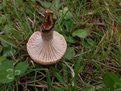 Gomphidius maculatus