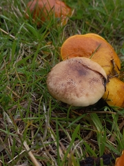 Gomphidius maculatus