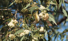 Lichmera indistincta ocularis