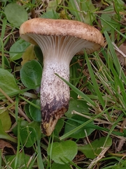 Gomphidius maculatus