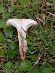 Gomphidius maculatus