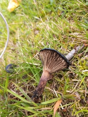 Gomphidius maculatus