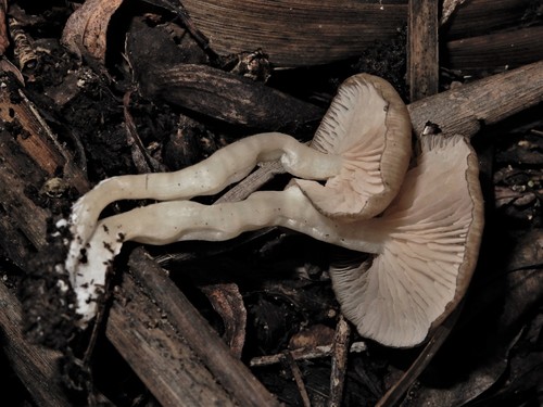 Entoloma bisporigerum image