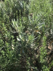 Eriodictyon crassifolium