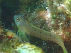 Notoclinops yaldwyni
