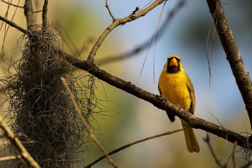 Northern Cardinal photographed in Florida