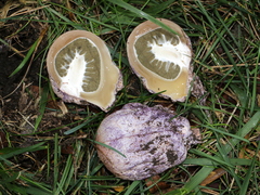 Phallus hadriani