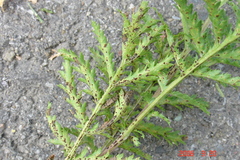 Puccinia tanaceti