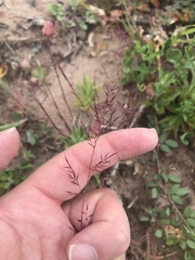 Muhlenbergia microsperma