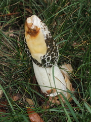 Phallus hadriani