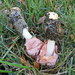Dune Stinkhorn - Photo (c) Andrew Khitsun, some rights reserved (CC BY-NC), uploaded by Andrew Khitsun