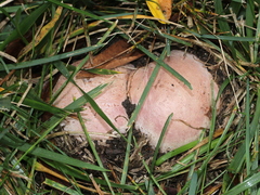 Phallus hadriani
