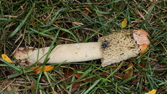 Phallus hadriani