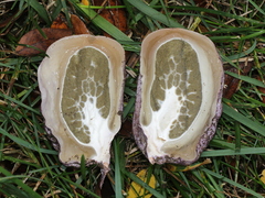 Phallus hadriani