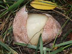 Phallus hadriani