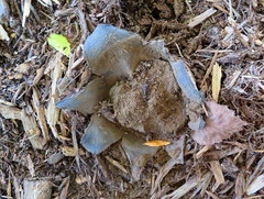 Scleroderma polyrhizum