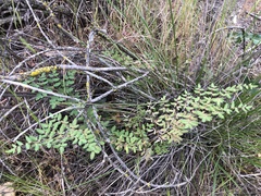 Pellaea andromedifolia