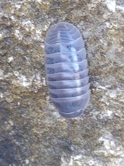 Venezillo stuckchensis