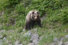 Ursus arctos beringianus